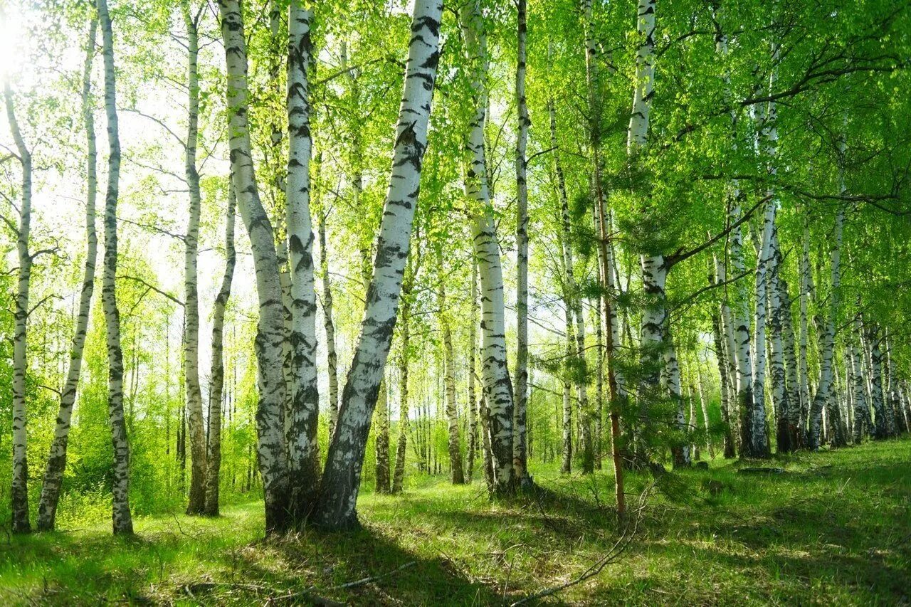 Милые березовые чащи ты земля. Березовые рощи рязанской области. природа рязанской области березовая роща. берёзовая роща курск. саров березовая роща.