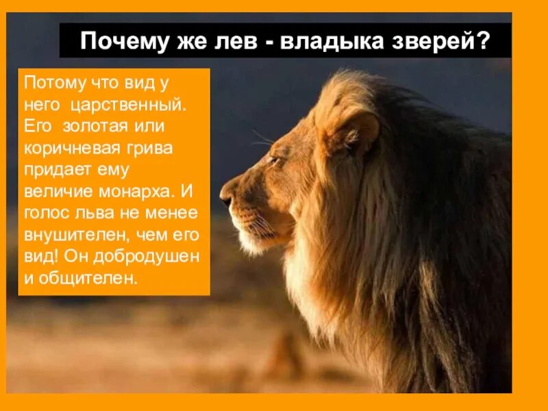 Нужно быть львом. Лев величие. Преданный Лев. Зачем льву грива. Почему Лев.