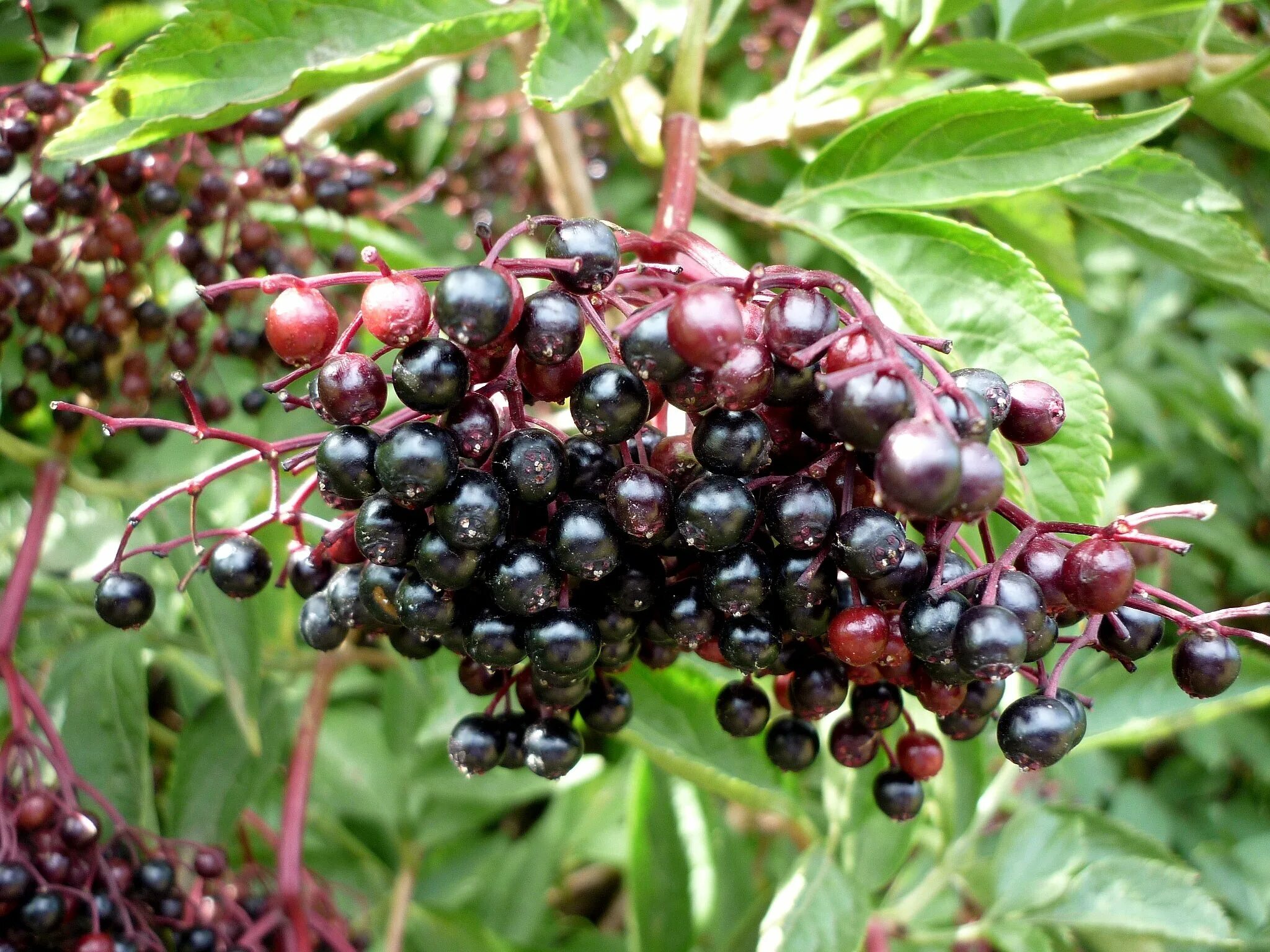 Черные ягоды собирать. Бузина черная (Sambucus nigra). Бузина (черная, травянистая, красная). Бузина черная Блэк Бьюти. Самбукус Нигра (Бузина черная)куст.