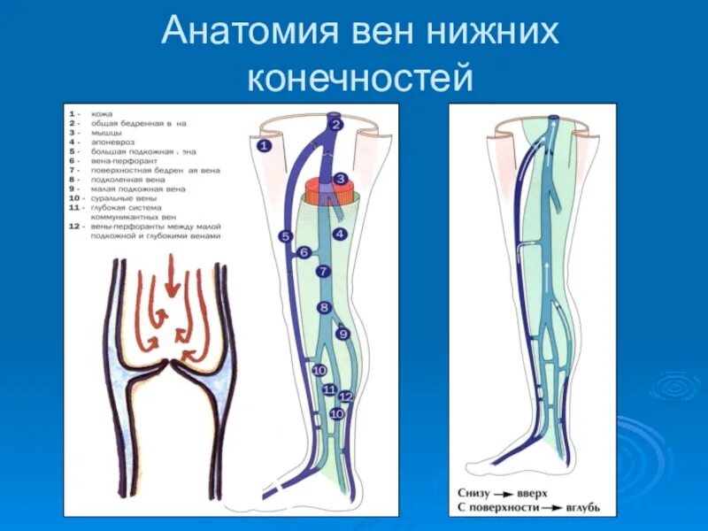 Вены ног клапаны. Перфорантные вены нижних конечностей анатомия. Суральные вены нижних конечностей анатомия. Анатомия коммуникантные вены нижних конечностей. Строение клапанного аппарата вен.