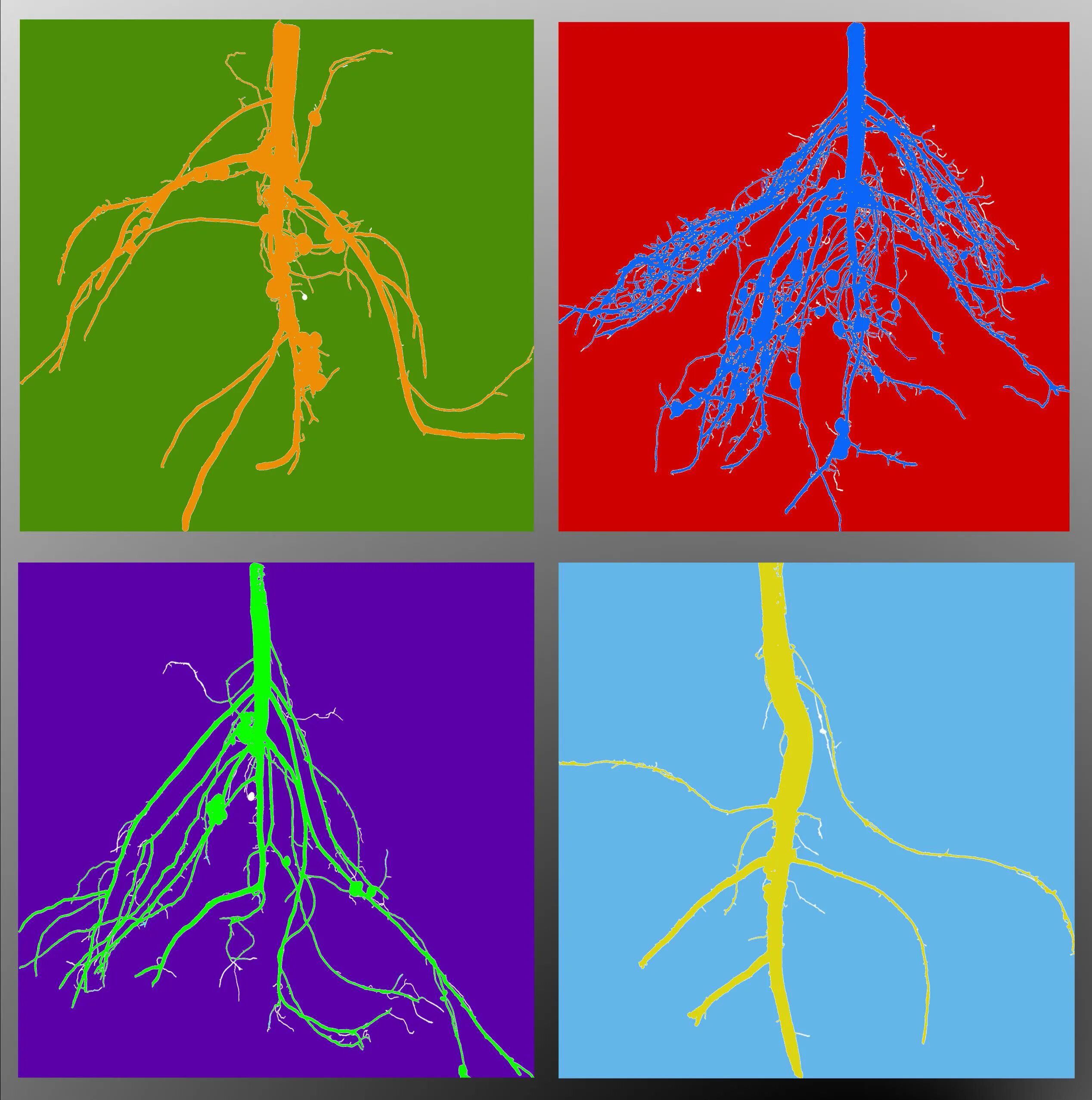 Plant physiology. Физиология растений. Физиология и биохимия растений картинки. SB Plant Physiology.