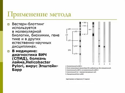 Метод иммунного блоттинга