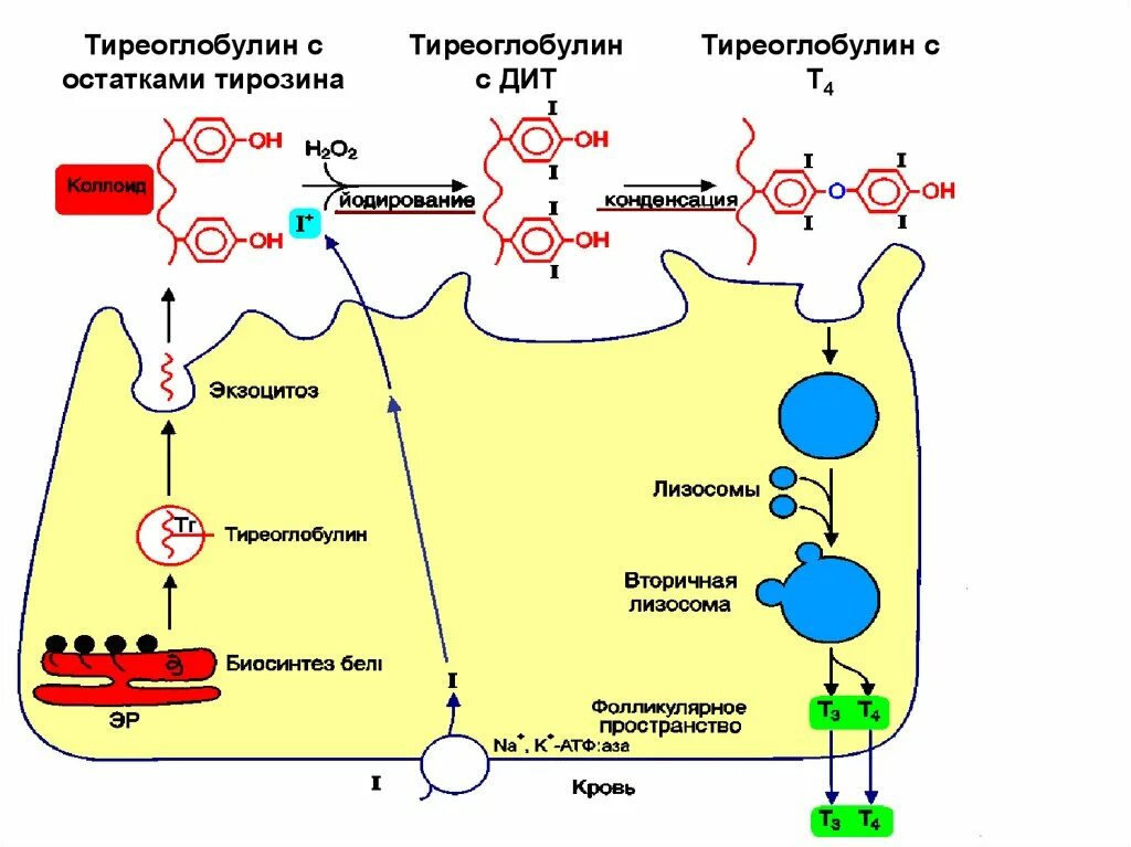 Использование йода для синтеза гормонов. Тиреоглобулин щитовидной железы синтезируется. Синтез тиреоидных гормонов щитовидной железы схема. Схема синтеза тиреоидных гормонов. Схема синтеза тироксина биохимия.