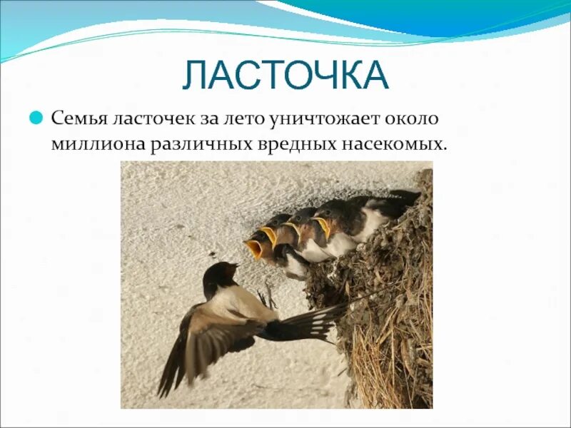 Информация о ласточке. Интересные факты про ласточку. Интересные факты про ласточку. Ласточка птица описание. Ласточка птица.