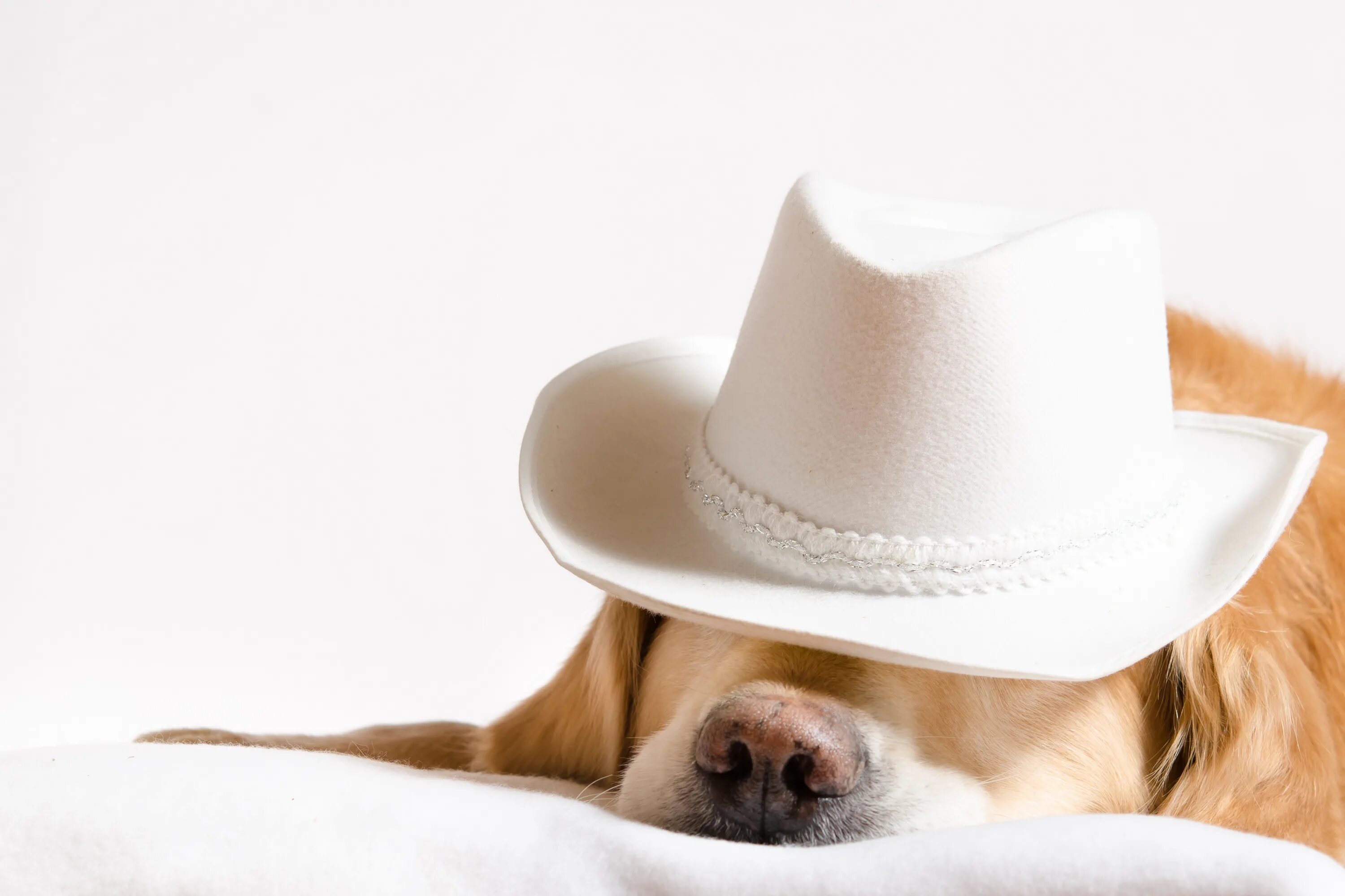 Пес шляпа. Золотистый ретривер. Собака в шляпе. Собачка в шляпке. Собака в шляпе и очках.