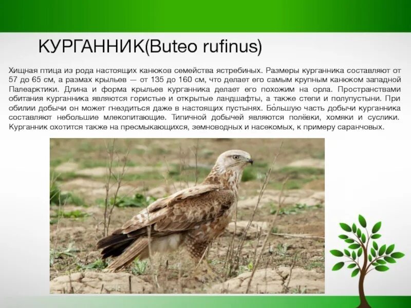 Подсемейство ястребиных которые любят рептилий