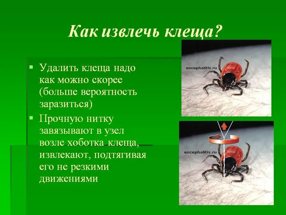 Как правильно снять клеща с собаки. Извлечь энцефалитного клеща. ккаккк выдавитььь кклещща.