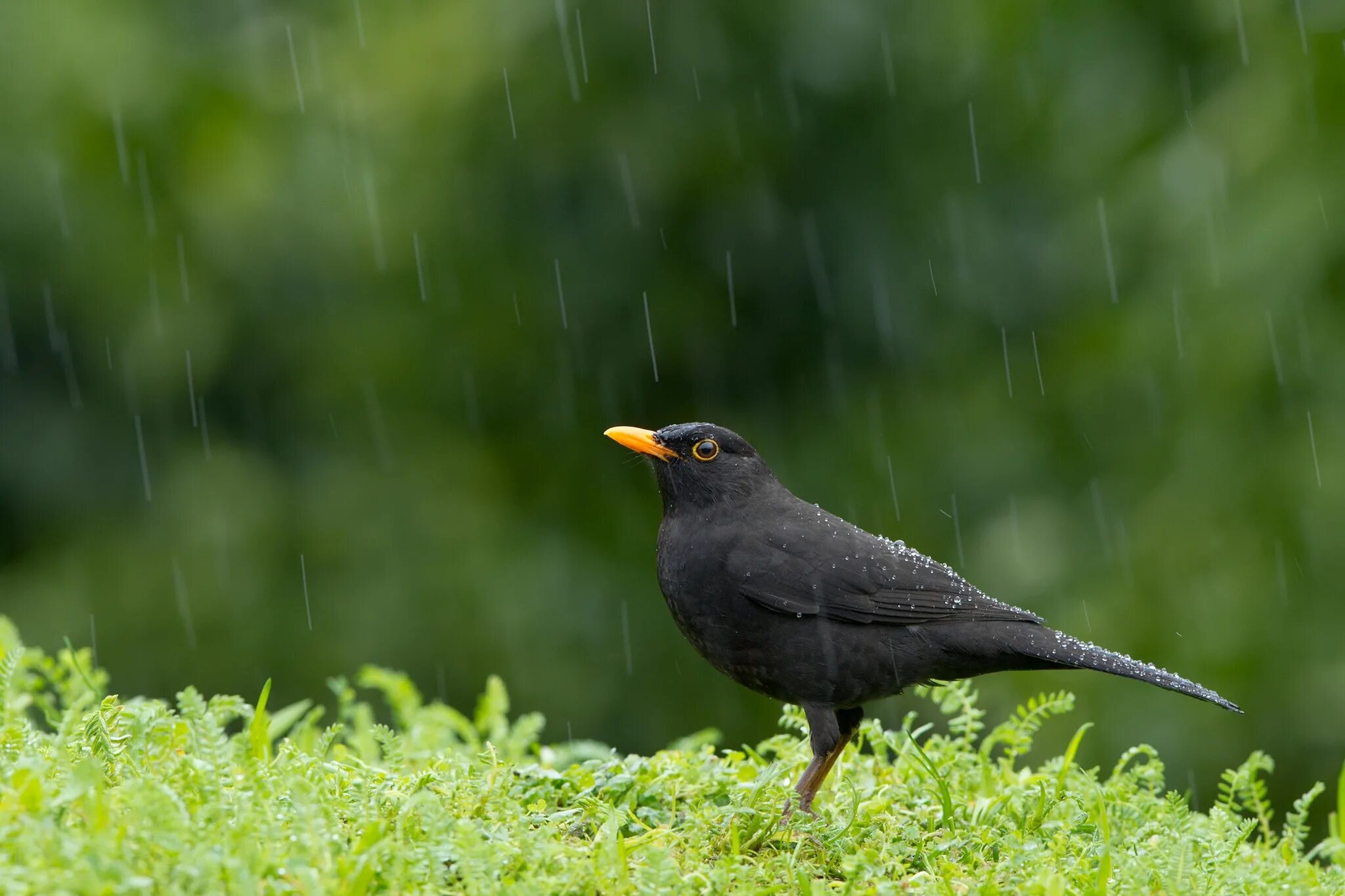 Черный Дрозд. Птицы дождя. Птица под дождем. Дождевая птица.