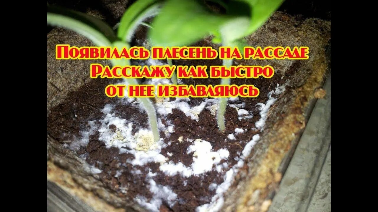Почему появляется плесень на рассаде. Плесень на рассаде. белая плесень на рассаде. плесень на грунте с рассадой. плесень на земле.