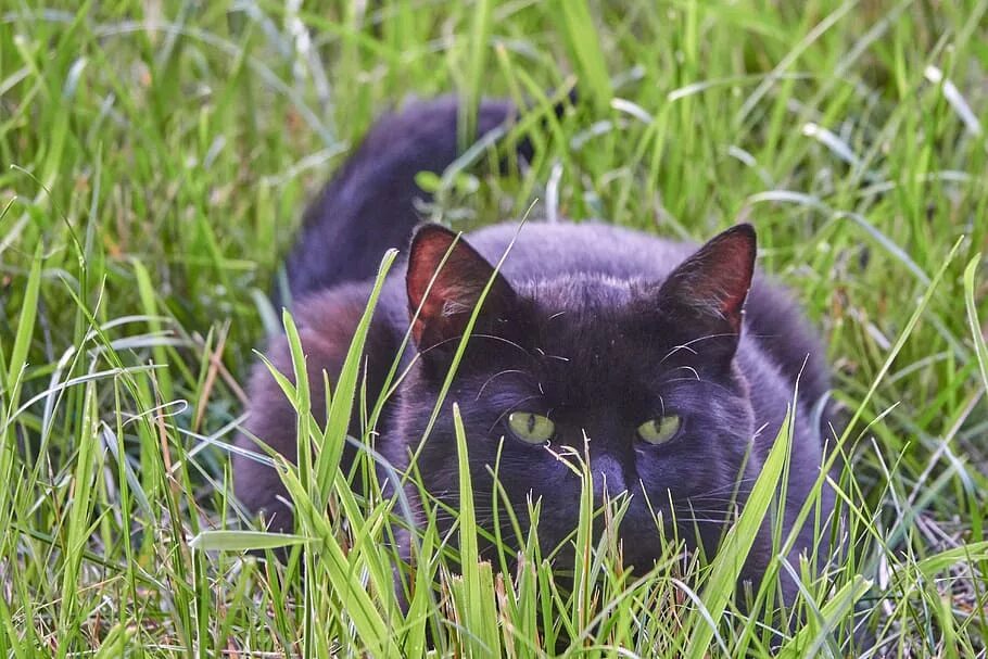 Cat field. Котик в поле. кошка охотится. cat на поле.