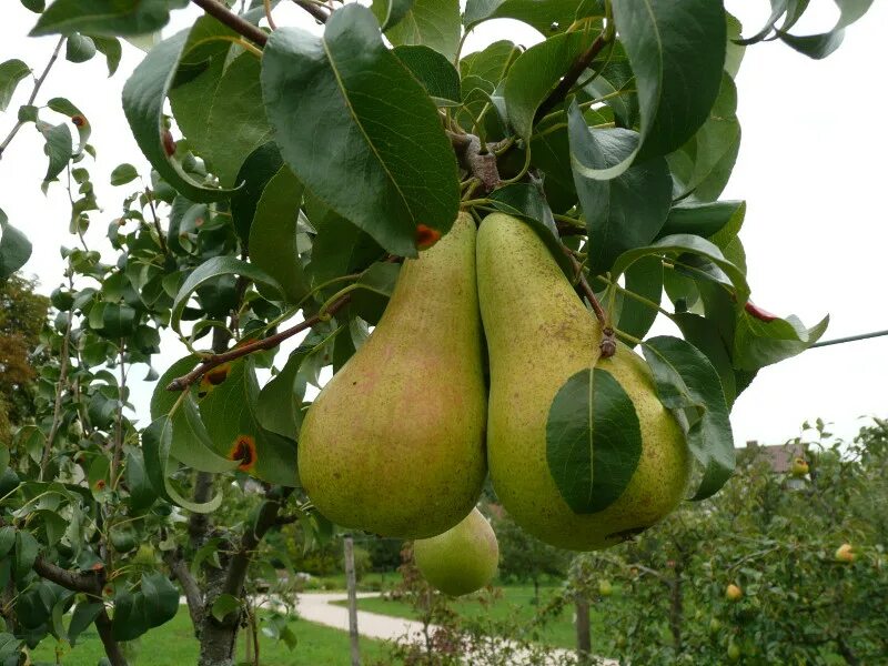 Concorde pear trees for sale from Orange Pippin