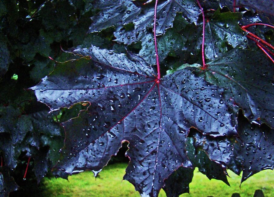 Древние папоротники каменный уголь. Бук европейский листья. Черный лист. Крафт бумага а4 черная. Черный картон.