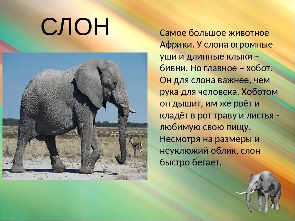 Слон класс животных