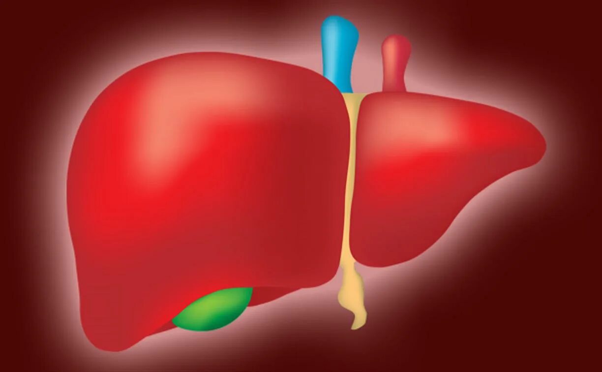 Здоровье печени. Здоровье печени визуализация. Лечение токсической печени