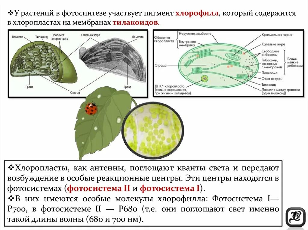 Хлоропласты содержат пигменты. Строение хлоропласта фотосинтез. Пигменты пластид. Хлорофилл и фотосинтез. Строение хлоропласта фотосинтезирующие пигменты. Пигмент хлорофилл хлоропласты тилакоиды.