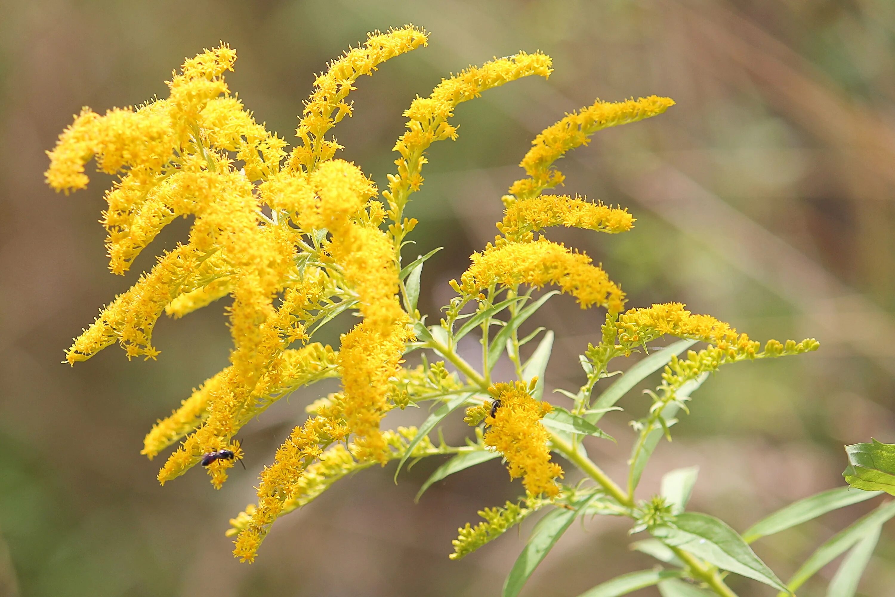 Золотарник солидаго. Солидаго Страхленкрон. Золотарник канадский (Solidago canadensis). Золотарник канадский (солидаго).