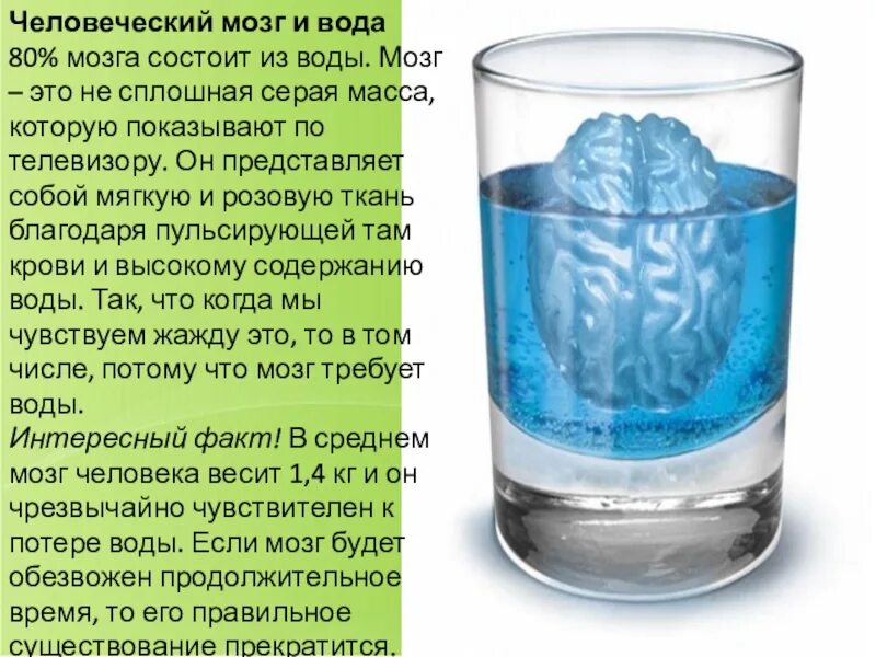 Человек на 75 состоит из воды. Мозг состоит из воды. На 80% мозг состоит из воды.. Мозг состоит из жидкости. Человеческий мозг на 80 процентов состоит из жидкости.