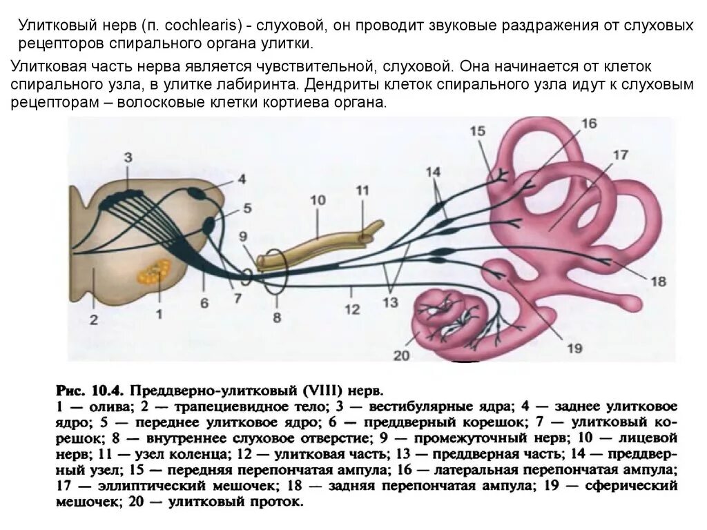 8 черепной нерв. 8 Пара черепно улитковый нерв. 8 Пара преддверно улитковый нерв. VIII пара - преддверно-улитковый нерв. 8 Пара черепных нервов вестибулярная часть.