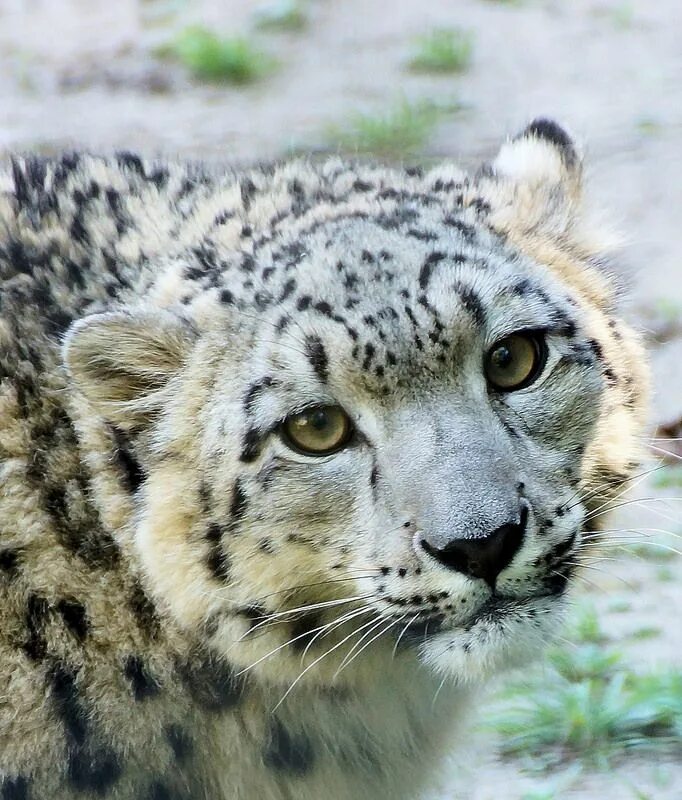 Snow leopard 2
