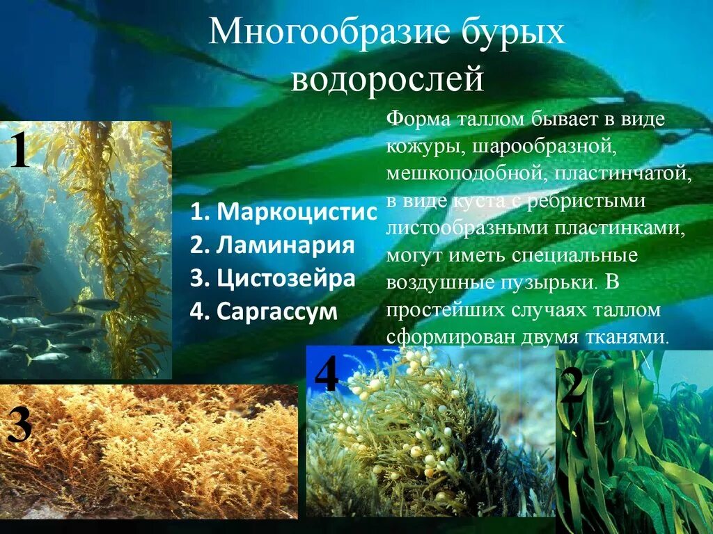 Бурые водоросли и их названия. Название бурых водорослей биология 6 класс. Разнообразие бурых водорослей.