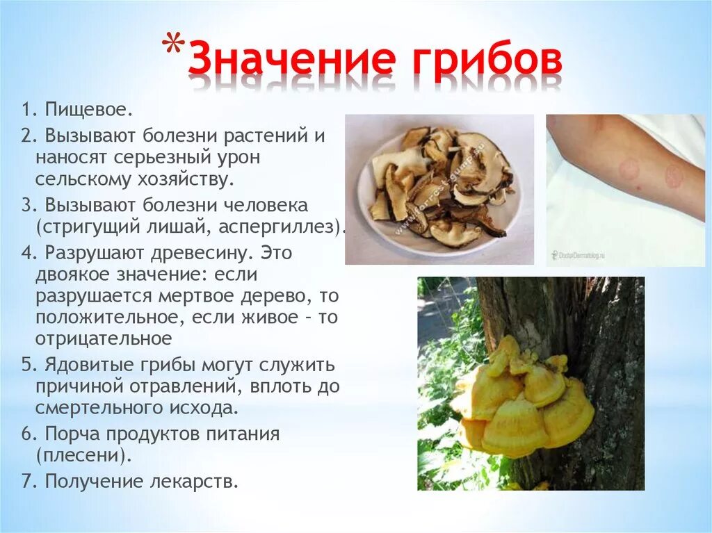 Грибы вызывающие порчу продуктов питания. Заболевания человека вызываемые грибами. Болезни человека вызываемые грибами. Грибы вызывающие заболевания человека. Значение грибов.