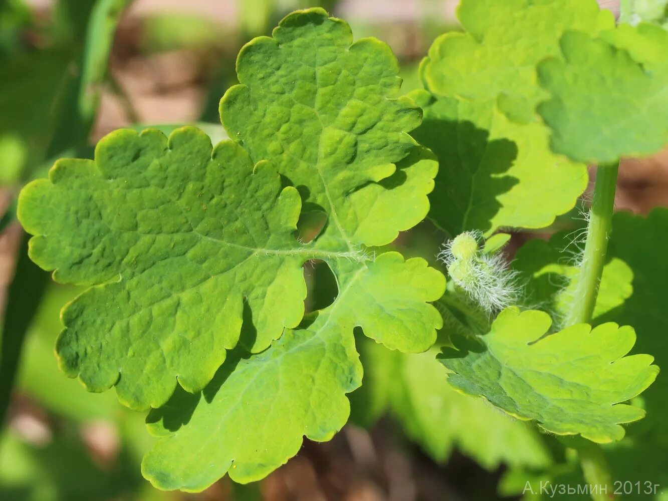 Листья чистотела. Chelidonium majus. Chelidonium majus листья. Chelidonium. Хелидониум (чистотел).. Чистотел листья.