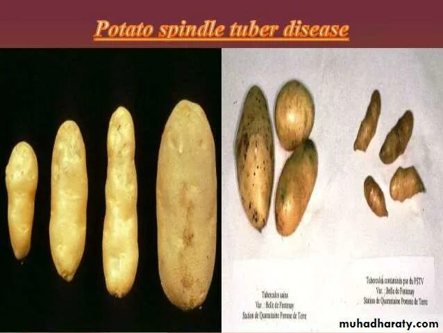 Viruses potato. Вироид веретеновидности клубней картофеля. potato tubers diseases. бледноплодность огурца вироид. plant virus.