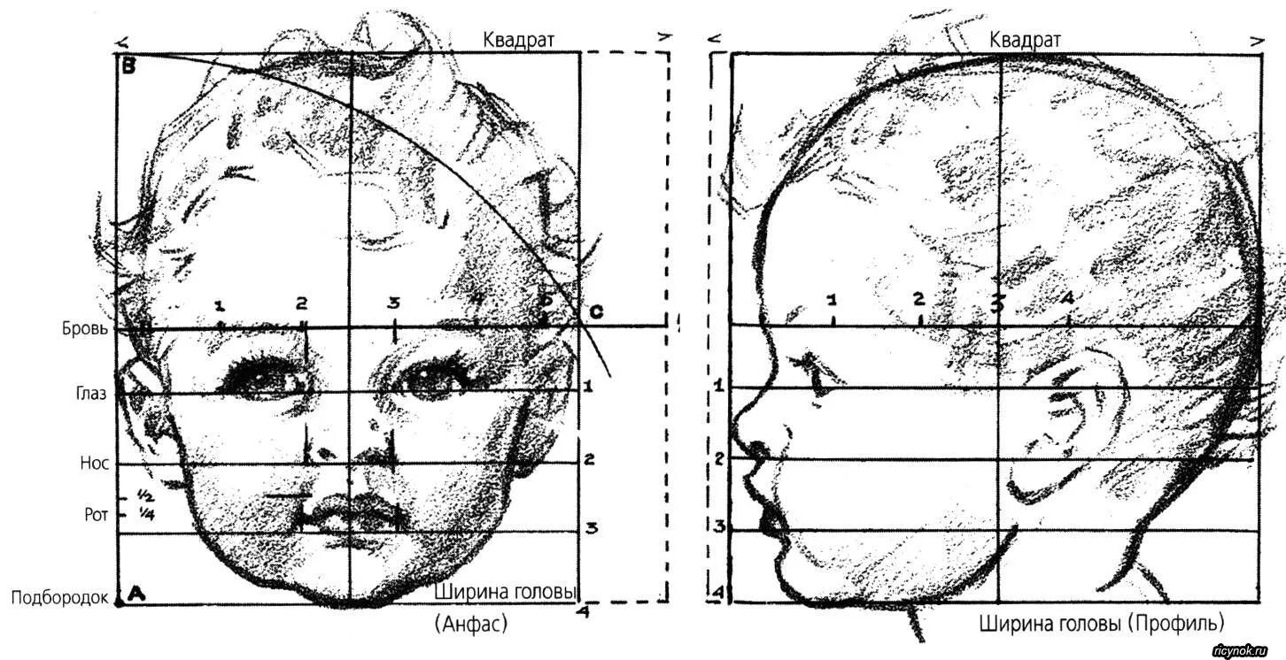 У взрослого человека размер головы занимает. Эндрю Лумис пропорции детской головы. Пропорции лица ребенка до года Комаровский. Пропорции лица ребенка. Пропорции детского лица рисунок.