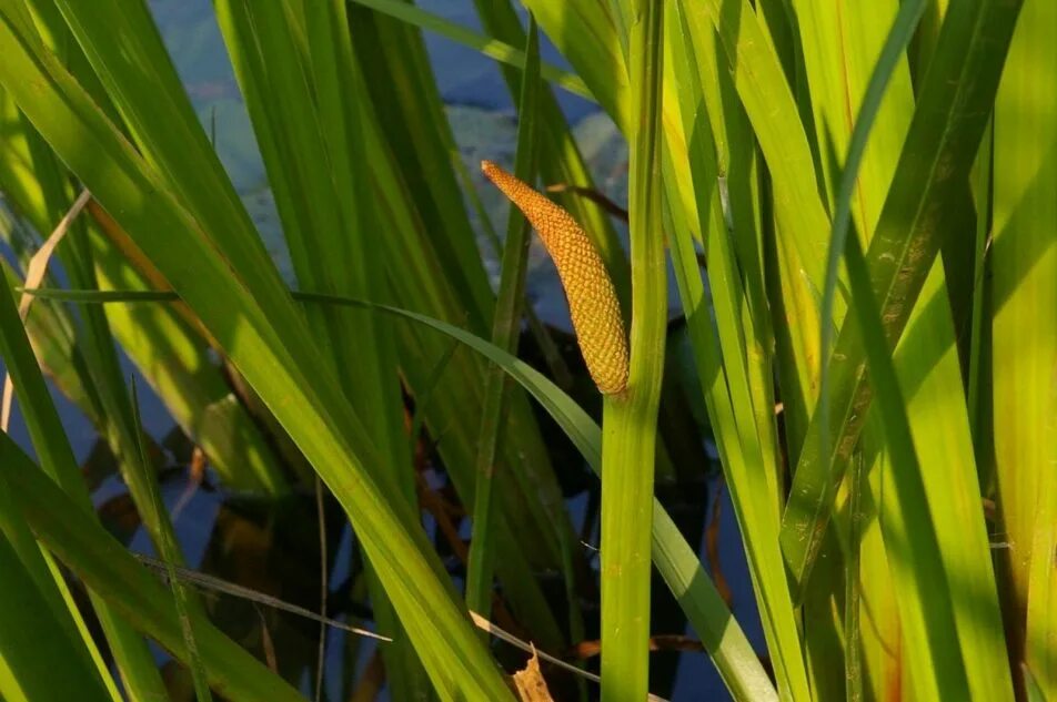 АИР обыкновенный - Acorus Calamus. АИР болотный (Acorus Calamus). АИР обыкновенный (а. болотный) - Acorus Calamus.. АИР болотный желтый.