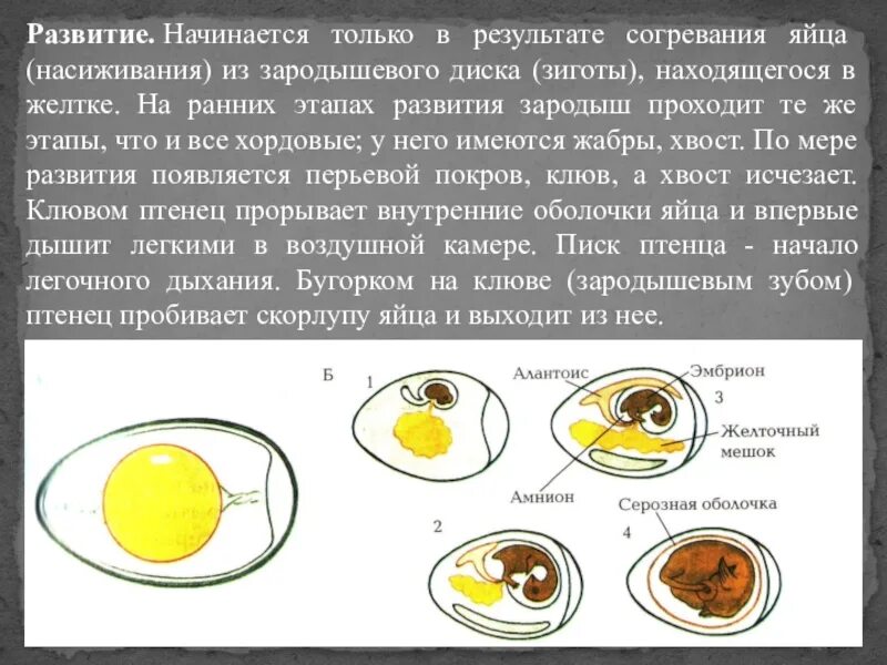 Строение яйца птицы с зародышем. Строение яйца и развитие зародыша. Строение яйца курицы цыпленок. Структура оплодотворенного яйца. Значение яйца птицы