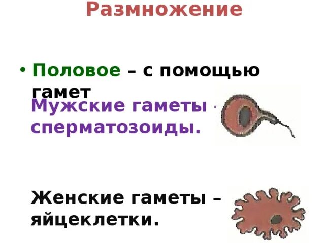 Типы яйцеклеток у животных