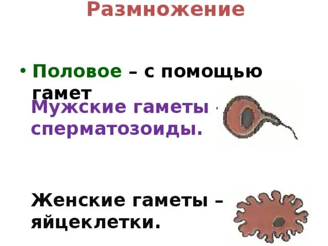 Женские гаметы образуются в результате. Половые гаметы. Женская гамета. Половое размножение гаметы. Половое размножение яйцеклетка.