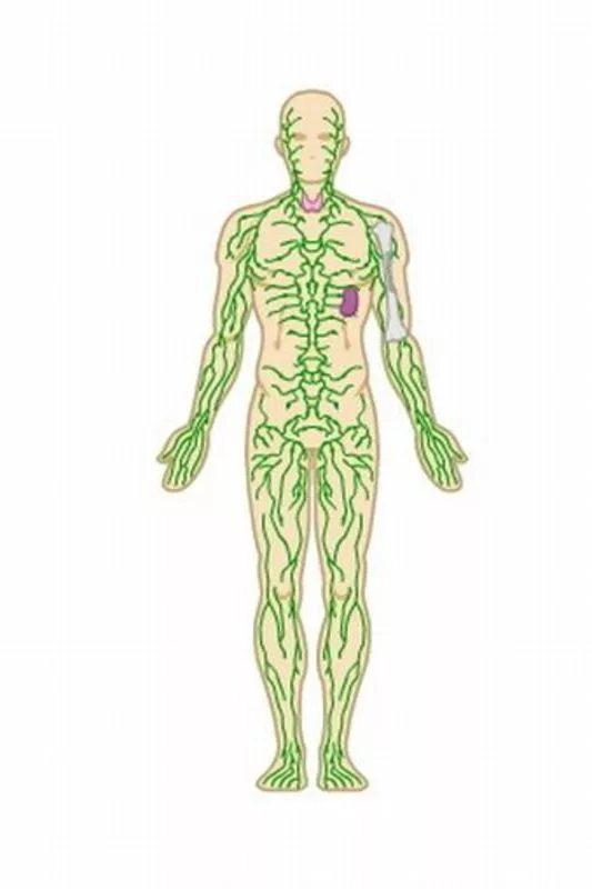 Лимфатическая система человека. Лимфатическая система без подписей. Лимфатическая система вектор. Лимфатическая система человека рисунок. Рисунок лимфатической системы