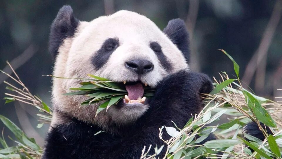 Большая панда катюша. Эр Шунь Панда. Зоопарк Торонто. Панда бежит. Панда бежит фото.