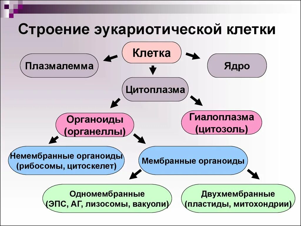 Структуры эукариотической клетки органеллы. Органоиды эукариотической клетки строение. Цитоплазма эукариотической клетки строение органоиды. Структура эукариотической клетки. Органоидами клетки эукариотической являются