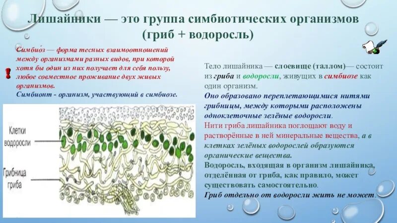 Гриб и водоросль в составе лишайника. Лишайники симбиотические организмы. Тело лишайника. Тело лишайника слоевище. Тело лишайника состоит из двух организмов.