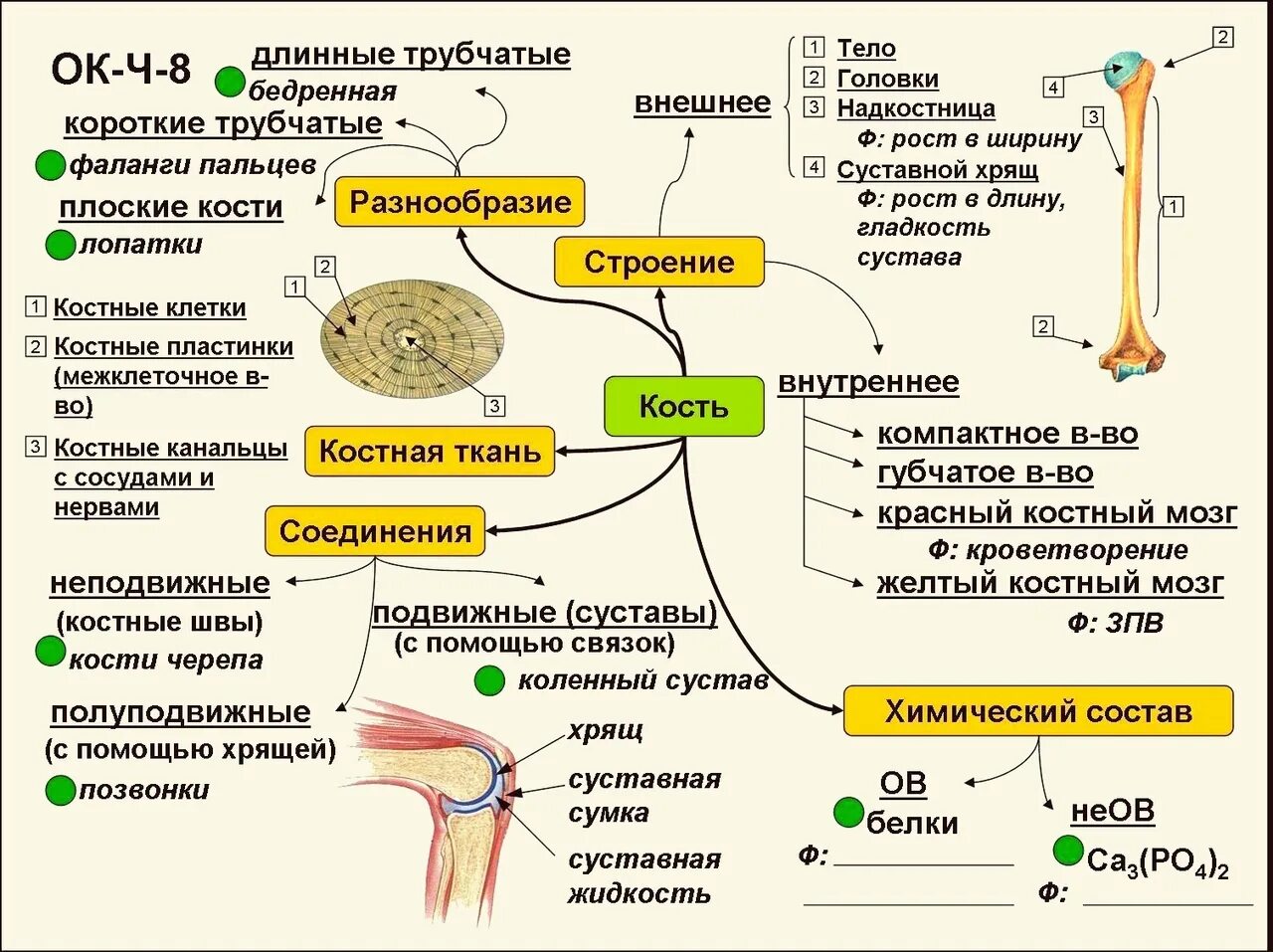 Функции красного костного мозга таблица. Строение кости желтый костный мозг. 8 Класс биология конспект по строению кости. ЕГЭ биология 2023 скелет человека.