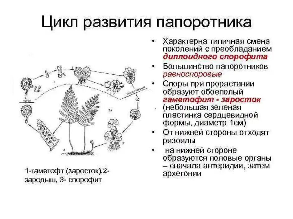 Жизненный процесс папоротника