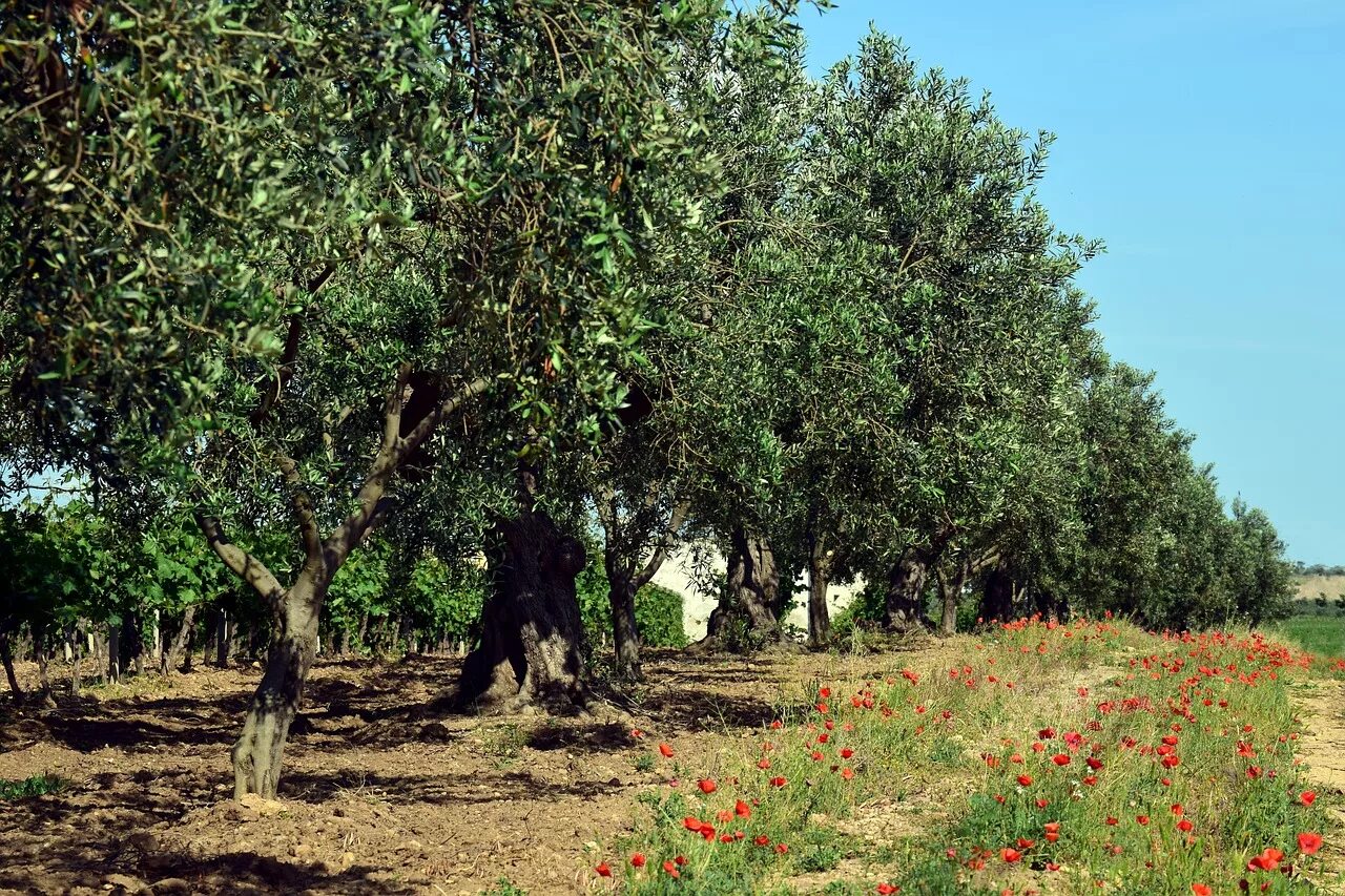 Дерево плантации. Дерево олива Греция плантация. Дерево оливы в Италии. Плантации оливок в Греции. Плантация маслин в Италии.