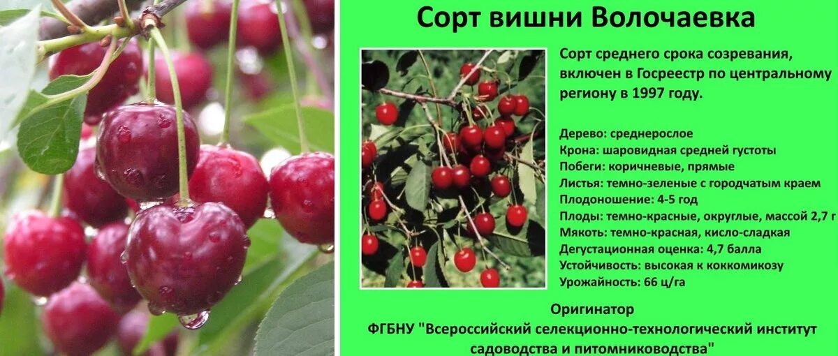 Волочаевская вишня описание сорта. Вишня Шоколадница кустовая. Вишня сорт Шоколадница. Вишня владимирская описание сорта опылители