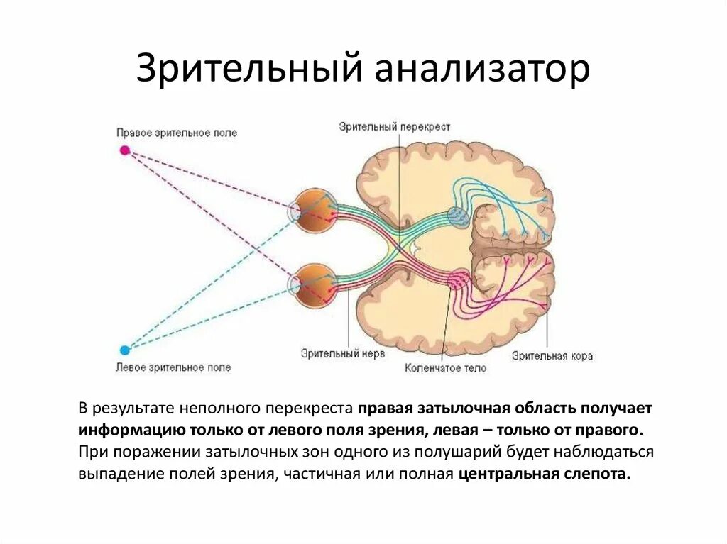 Какие отделы входят в анализатор. Схема периферического отдела зрительного анализатора. Строение анализатора анатомия. Отделы анализаторов зрительного анализатора. Схема строения анализатора человека.