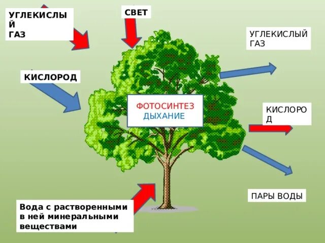 Схема фотосинтеза и дыхания растений. Процесс дыхания и фотосинтеза у растений. Обмен веществ у растений. Обмен вещест у расткрмей.