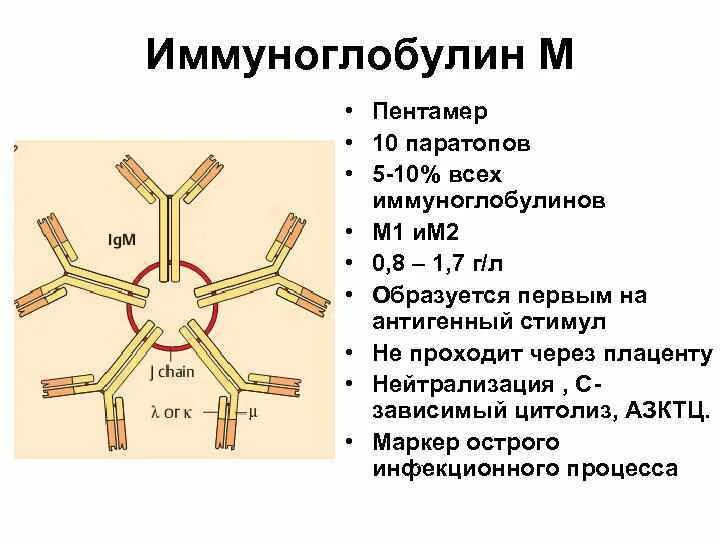 Иммуноглобулины iga igm. Иммуноглобулин g3. Иммуноглобулин m строение. Строение иммуноглобулина g и m. Структуры антител IGM.