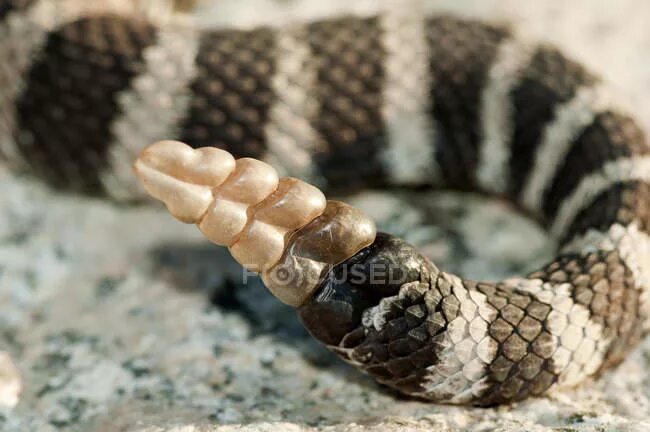 Amazon.com: Snake Miniature