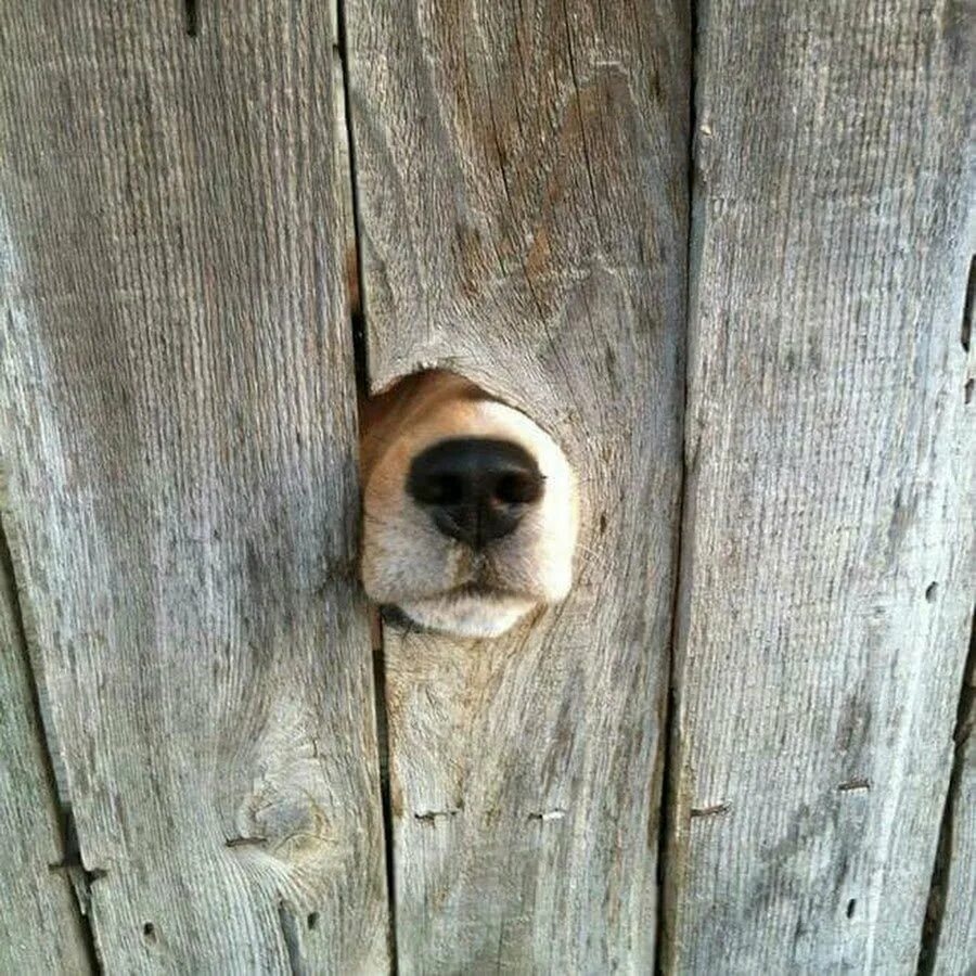 Любопытная собака. Собака выглядывает. Нос собаки. Собачий нос в заборе. Сующим везде свой нос