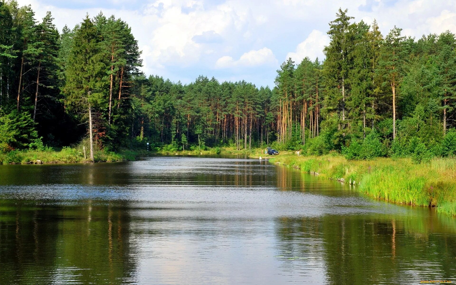 Лесистый лес Литва. Беловежская пуща река Лесная. Речка в лесу. Берег озера в лесу.