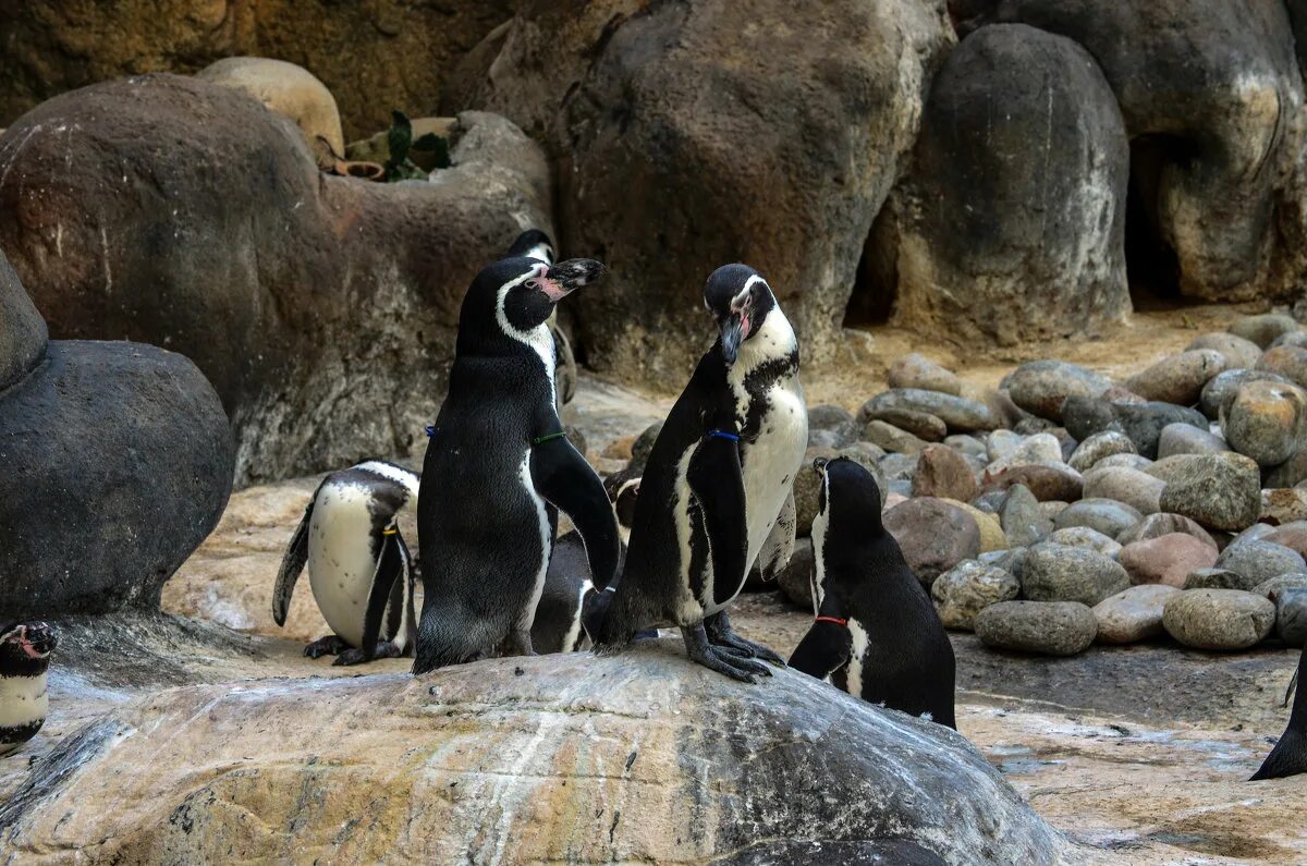 пингвины гумбольдта в московском зоопарке. новосибирский зоопарк пингвины. пингвины в зоопарке москва. пингвины в зоопарке. красноярск зоопарк пингвинарий.