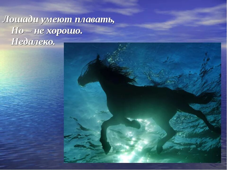Лошади в океане. Лошади умеют плавать. Лошади в океане стихотворение. Лошади в океане презентация.