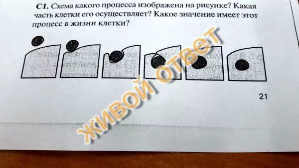 Укажите процесс изображенный на рисунке
