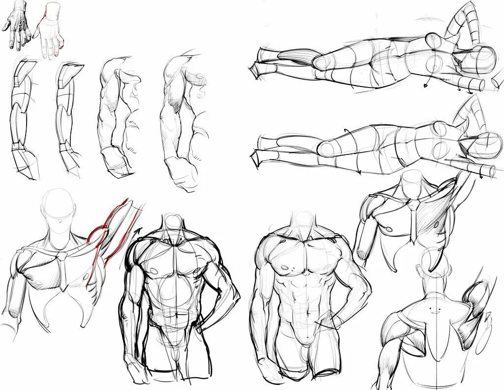 Обучалка. Анатомия для рисования. Анатомия тела в движении. Рисование тела анатомия тренировки. Анатомия человека для рисования обучалка.